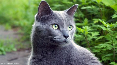 grey cat in nature 1920x1080 | russian blue cat hd widescreen wallpapers
