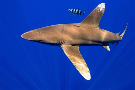 Oceanic Whitetip Shark Carcharhinus Longimanus Shark Shark Fishing