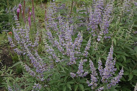 Balances moods and hormones chaste tree berries offer compounds that may regulate the the herbal secrets vitex fruit natural dietary supplement contains 250 capsules, each with 400. Chaste Tree (Vitex agnus-castus) in Issaquah Seattle ...