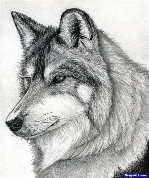 Schattige Tekeningen Wolf Tekenen Coloring And Drawing