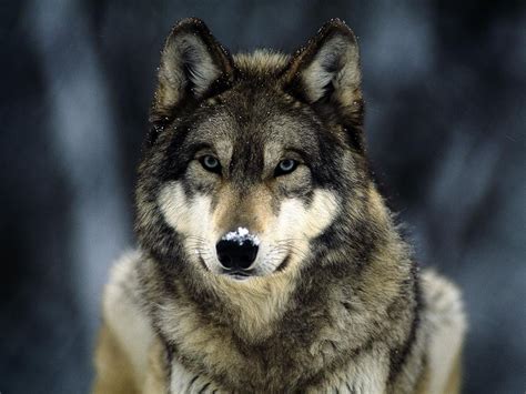 Wallpapers Wolf In Winter Wallpapers Afalchi Free images wallpape [afalchi.blogspot.com]