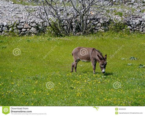Field Flowers And A Donkey Stock Photo Image 30505250