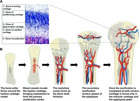 Composite Biopolymers For Bone Regeneration Enhancement In Bony Defects