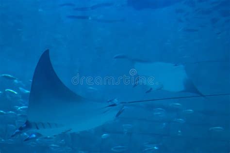 Manta Ray In Aquarium At Seaworld 5 Editorial Stock Photo Image Of