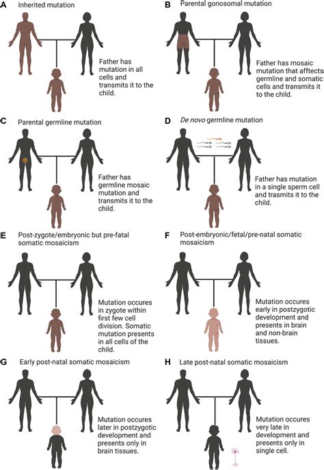 Frontiers De Novo Mutations Genetic Mosaicism And Human Disease
