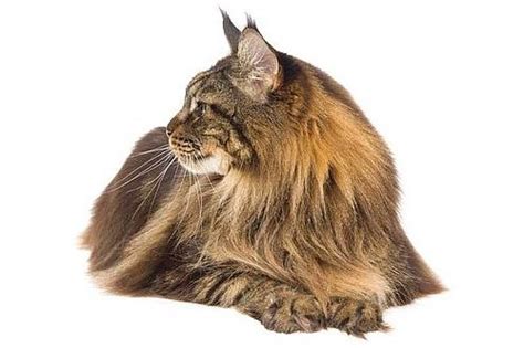 Check spelling or type a new query. Masalah Kesehatan Umum pada Kucing Maine Coon