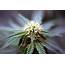 Strongest Marijuana Strain  Cannabis Strains Seed Bank Review