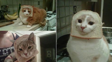 So Cute Cat Bread Face Cats Funny Cat Memes Cat Memes