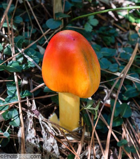 Orange Mushroom Duke Gardens Duke University Durham North Carolina