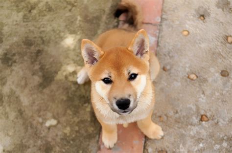 Collection by shiba inu lovers. Cute Shiba Inu Staring At You Photograph by Gerson Fuzitaki