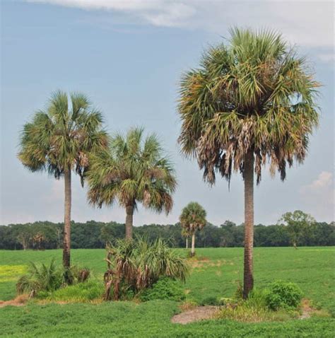 Palmae (arecaceae) texas palmettos are native to extreme south texas, although they are cold hardy enough for use in all but extreme north texas. On this day in Florida history - June 11, 1953 - Sabal ...