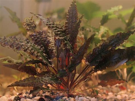 The leaf color depends on a number of factors, including lighting, and varies from olive green to green and slightly brown. Cryptocoryne wendtii «Green» - AquaFood