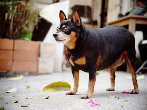12 Signs Of Aging Every Dog Owner Should Know