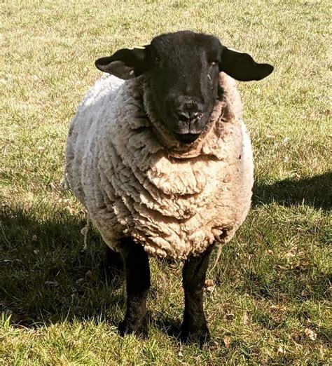 Suffolk Lambs