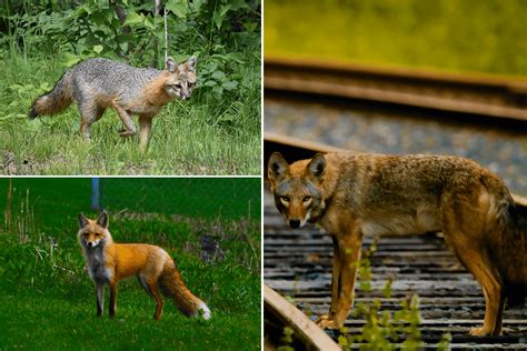 your sightings critical for year two of coyote and fox research project friends of the