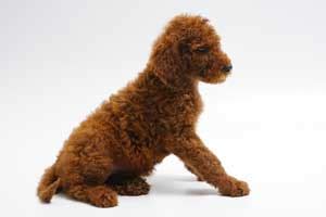 Poodles still have a strong hunting instinct. Red Irish Doodle puppies for sale.