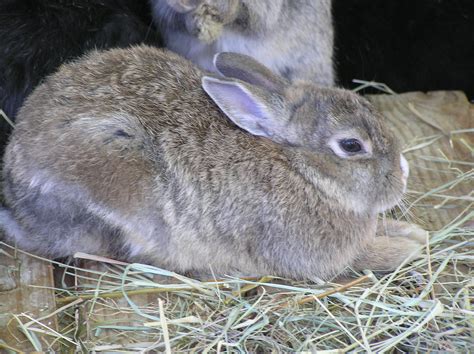 Filepet Rabbit 2 Wikimedia Commons