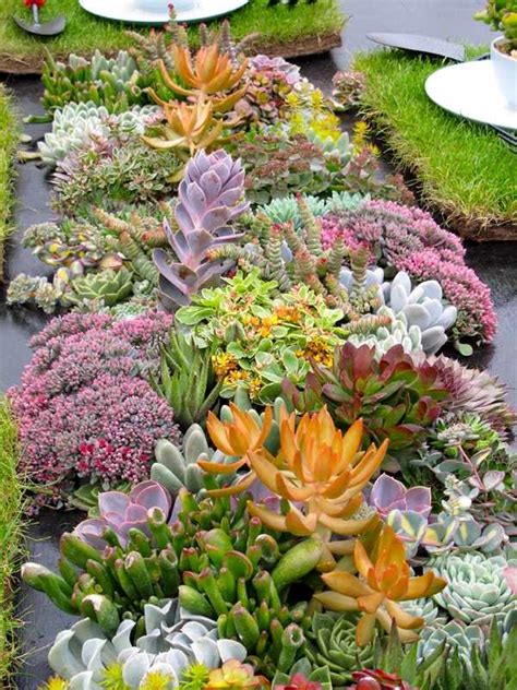 Let me show you how to build and plant a succulent garden. Succulent gardens - landscaping ideas for your front and ...