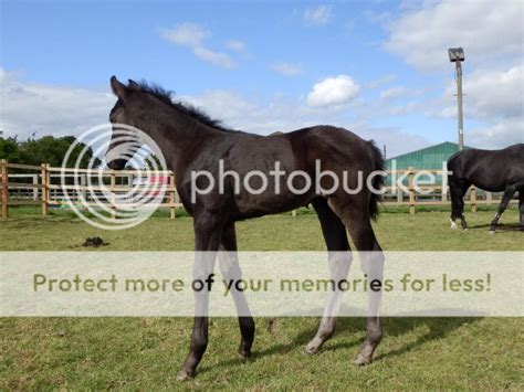 Buck Kneed Foal The Horse Forum