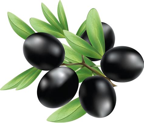Olives Png Image Olive Fruit Olive Leaf