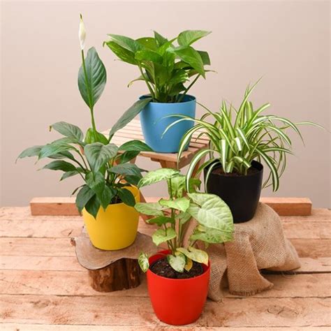 Top 4 Air Purifier Plants For India Tree Pot Online India
