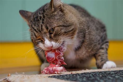 It's a question that's kept many a pet owner awake at night, and one that's gaining attention thanks to a recent paper out of the forensic investigation research station at now to be clear, this study doesn't mean that all cats will eat corpses, or even that most cats will. Can Cats Eat Raw Meat? Pros & Cons of Raw Feeding - Cat-World