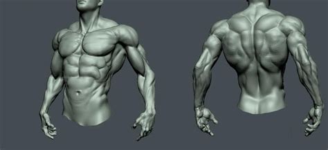Getting Back Into Zbrush Anatomy Sculpture Anatomy Sketches Human