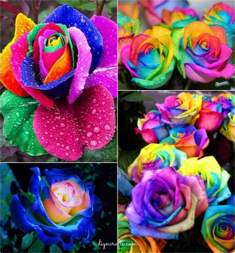 How To Diy Colorful Rainbow Roses Step By Step Video Instructions Diy