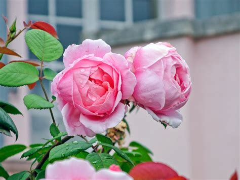 Pink Roses In Bloom · Free Stock Photo