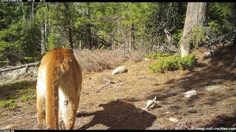 Romping And Rolling In The Rockies More Conversations Among Lions