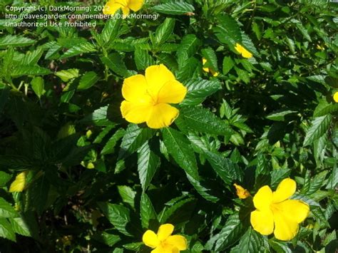 Growing perennial plants and bulbs is a great way to get that color without extra work in the spring. Plant Identification: CLOSED: ID yellow flowering shrub ...
