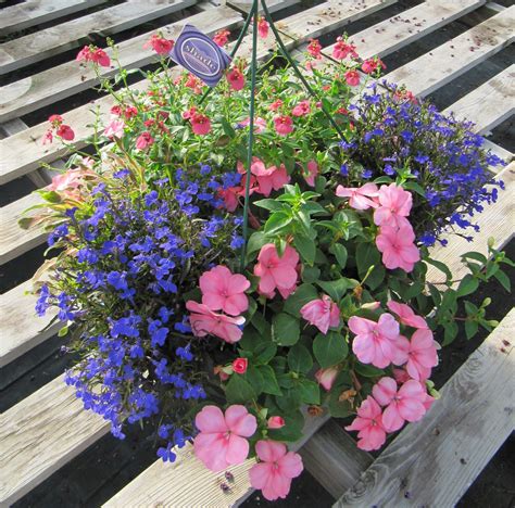 12 Hanging Basket Shady Annuals