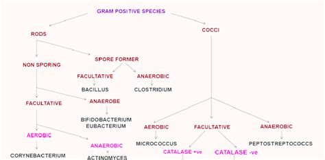 Classification System Of Gram Positive Species Download Scientific