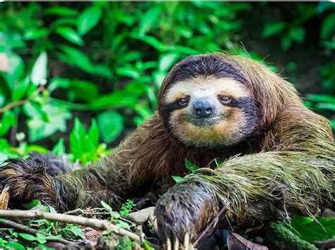Why Are Sloths Important To The Ecosystem Animal Hype