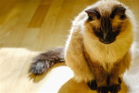 Cute Balinese Cat Sitting Comfortable In The Afternoon Sunlight That