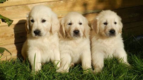 Golden Retriever Puppies Must Know Facts And Traits Petmoo