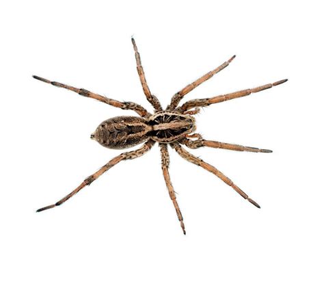 Wolf Spiders Wolf Spider Identification And Dangers Lubbock Tx