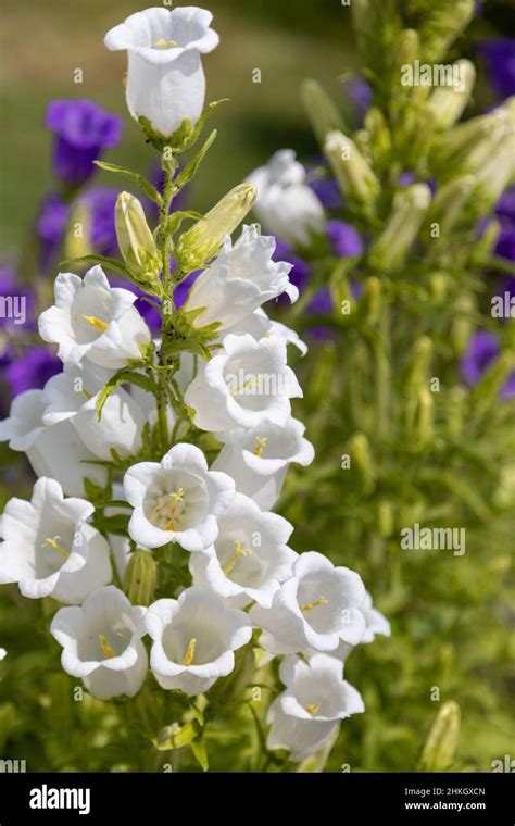 Wonderful White And Lilac Canterbury Bells Stock Photo Alamy