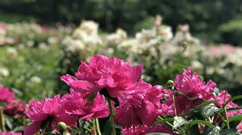 Michigan Flowers That Bloom In June Best Flower Site