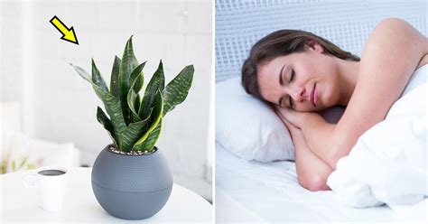9 Bedroom Plants That Help You Sleep Better Every Night Small Joys