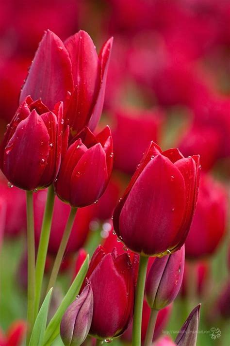 Flores Belas E Encantadoras Tulipa