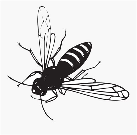 Flying Black Bug With White Stripes Free Transparent Clipart Clipartkey