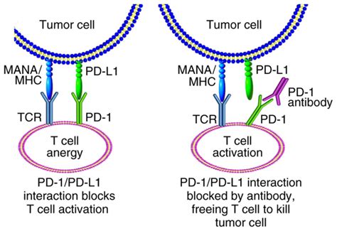 Mechanism of action of mmr vaccine : Efficacy prediction of targeted therapy for gastric cancer ...