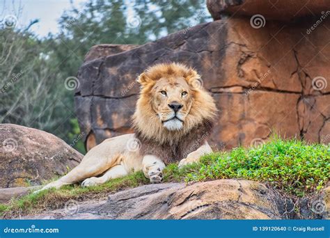 Male Lion Resting On Rocks Stock Photo Image Of Safari 139120640