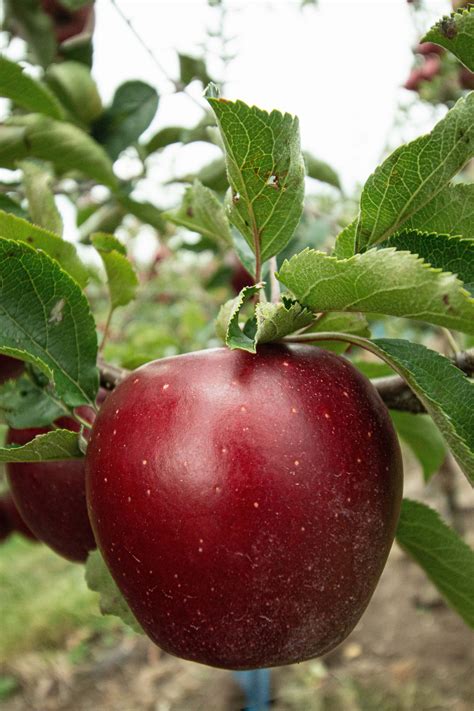 food honeycrisp apple fruits apple Image - Free Stock Photo