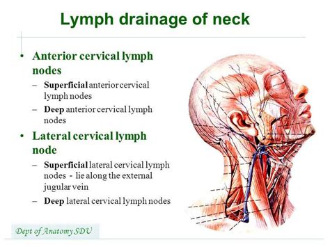Pictures Of Anterior Cervical Lymph Nodeshealthiack