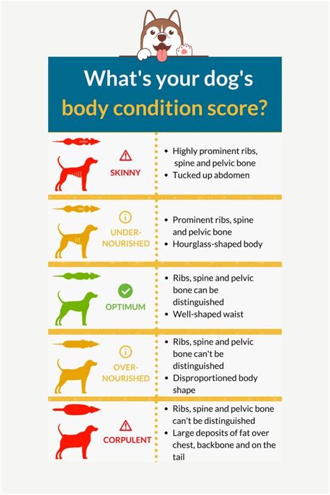 Body Condition Score For Dogs Body Condition Score Dogs Canine Body