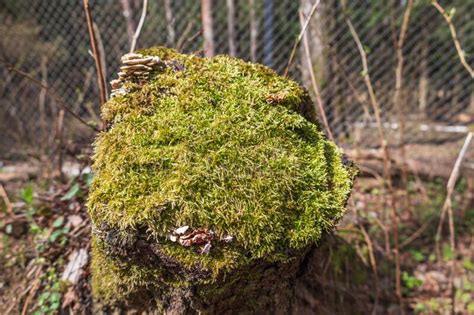 An Old Green Tree Stump Is Covered With Moss Stock Photo Image Of