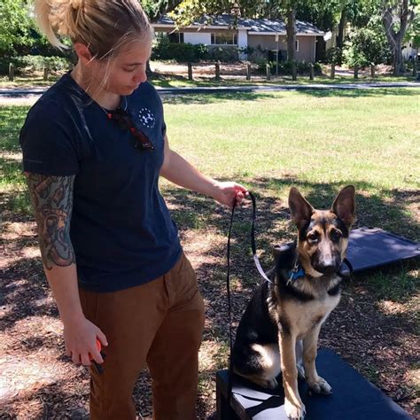 Dog Obedience Training Trainer Charleston South Carolina Dog Training