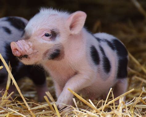 Free Images Play Sweet Cute Wildlife Baby Fauna Piglet Snout